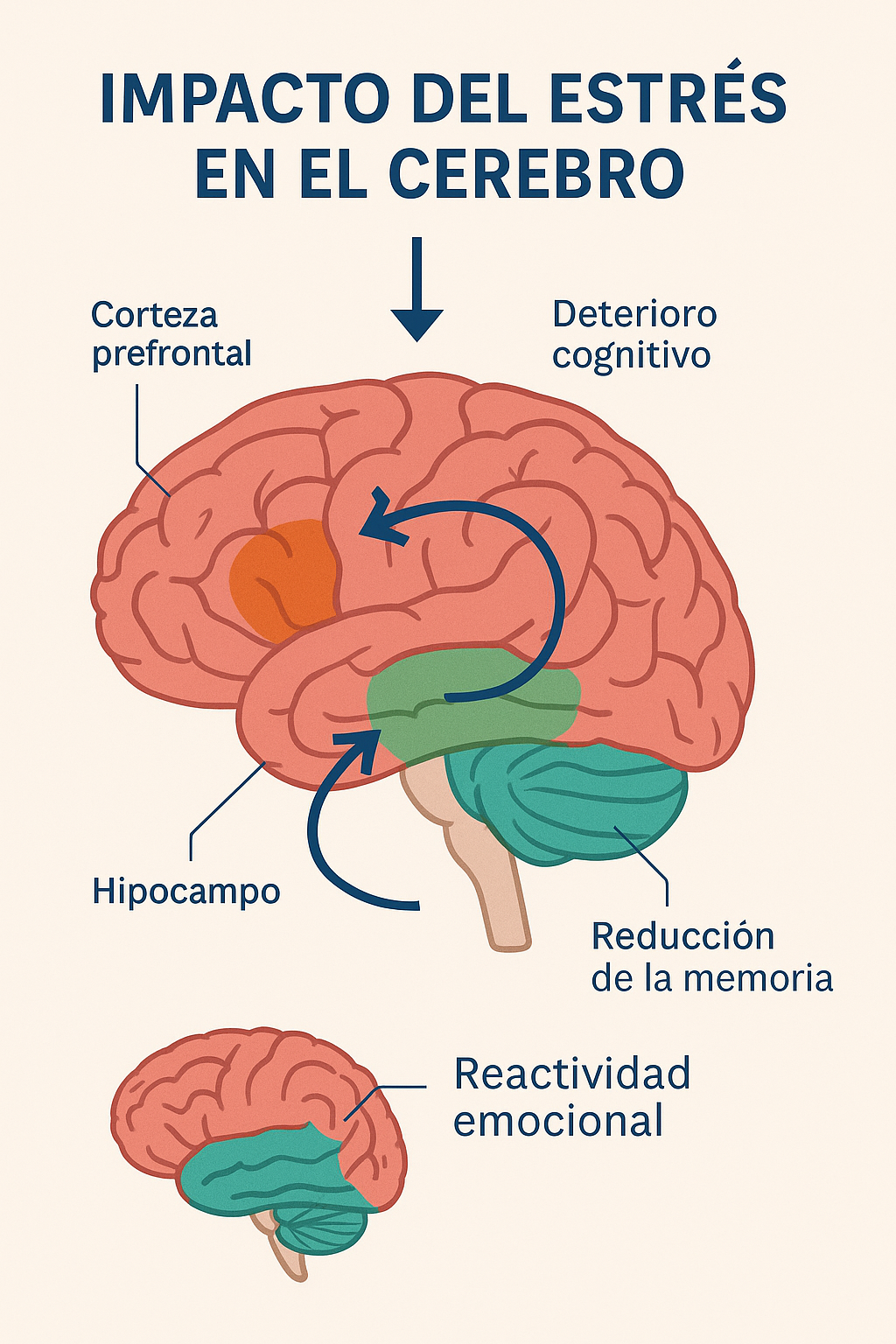 Diagrama del cerebro mostrando áreas afectadas por el estrés laboral